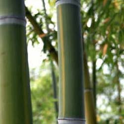 Bambú Phyllostachys viridis h.